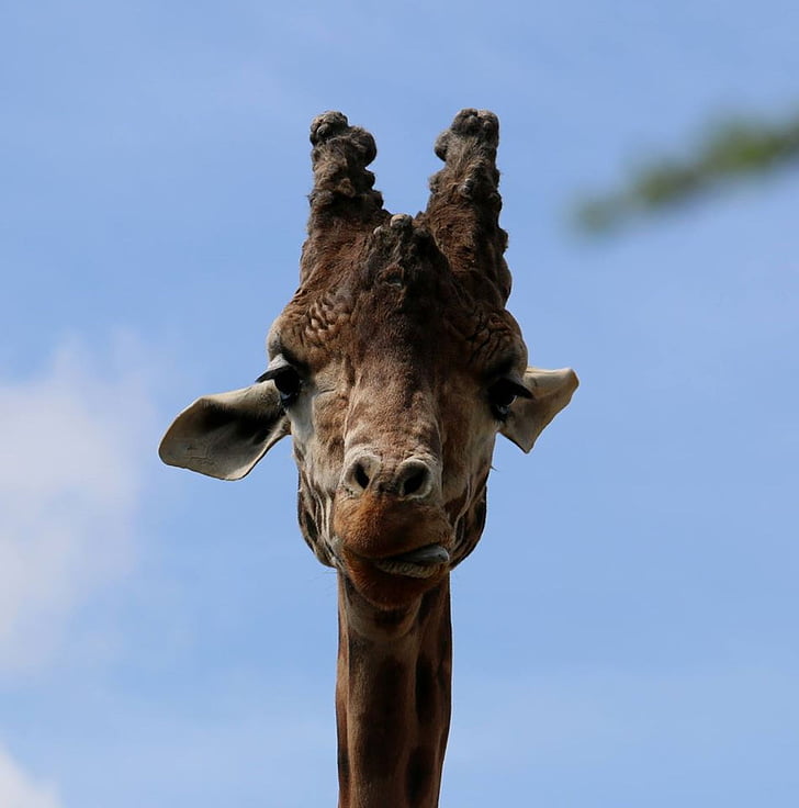 girafa, Beauval, animal