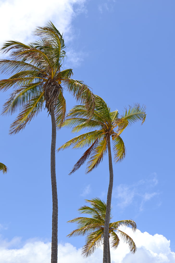 cuba, caribbean, palm trees, holiday, sky