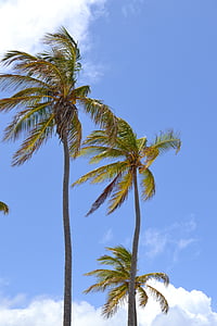 Cuba, Caribe, árboles de Palma, vacaciones, cielo