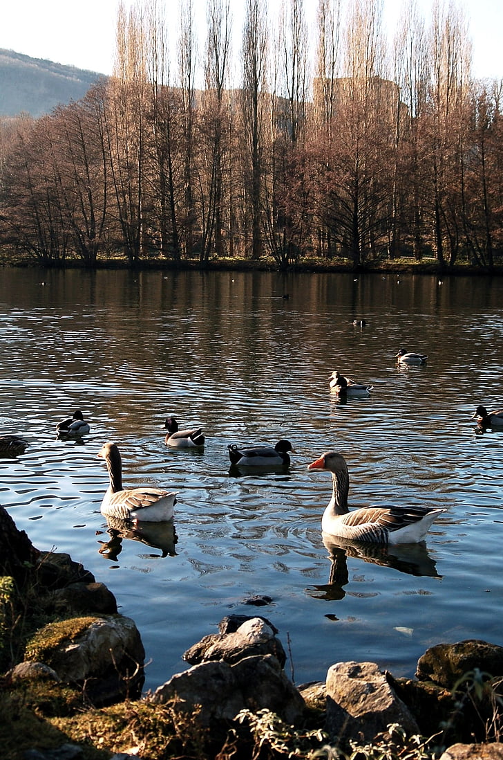 gansos, patos, paisaje, naturaleza, estanque, Lago, aves