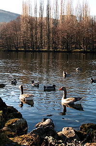 гъски, патици, пейзаж, природата, езерото, езеро, птици