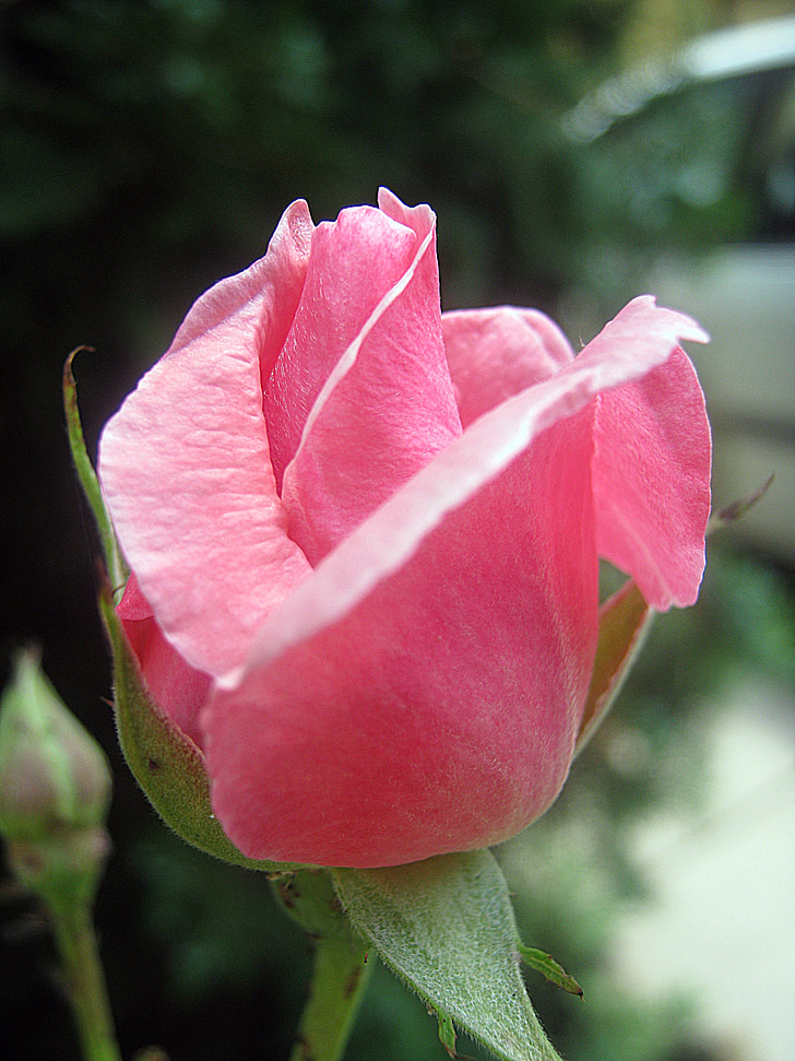 rose, pink, flower, spring