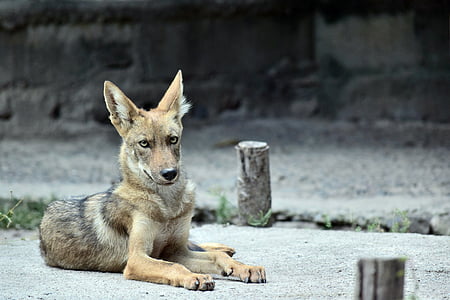 coyote, animal, zoo, nature, outdoors, creature, natural