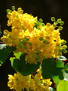 caoba, caoba ordinario, cerrar, mahonia aquifolium, mahonie stechdornblättrige, flor, floración