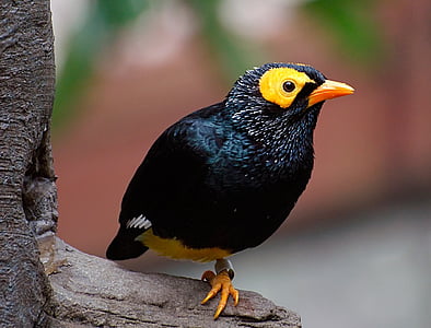 myna frente amarillo, pájaro, negro, salvaje, buscando, encaramado, flora y fauna
