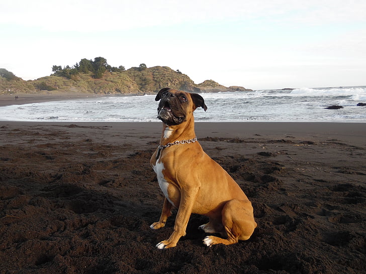 dog, boxer, beach