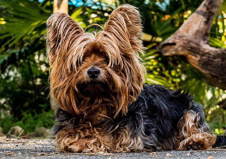 dog, small dog, pets, animal, yorkshire Terrier, cute, outdoors