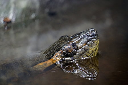 φίδι, Anaconda, νερό, Σφυκτήρας, Μπόα, ζούγκλα, πράσινο