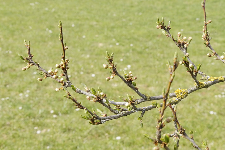 drevo, kaljenja, izbitega, aprila, poganjki, Bud, pomlad