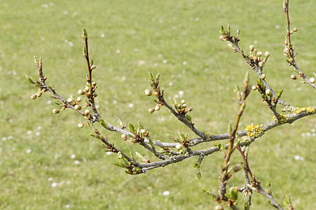 puu, siemen, tyrmätä, huhtikuuta, versot, Bud, kevään