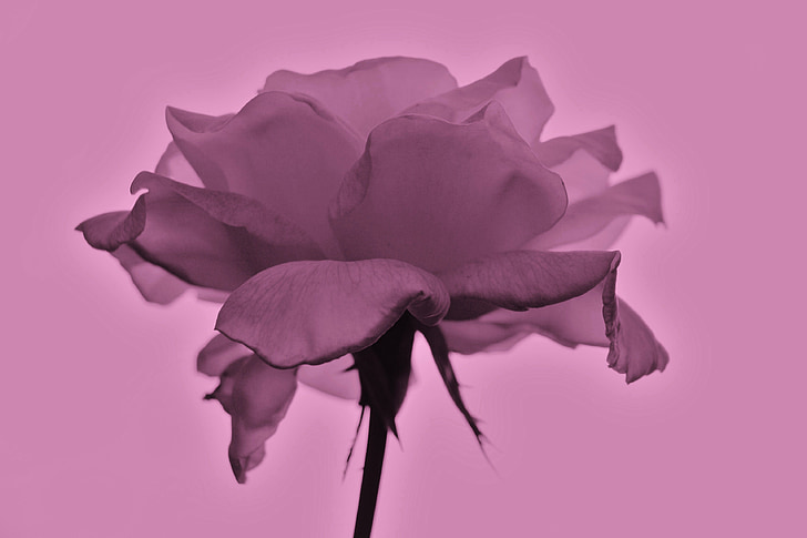 Rosa, květ, Příroda, závod, jaro