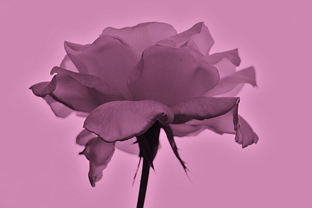 Rosa, cvijet, priroda, biljka, proljeće