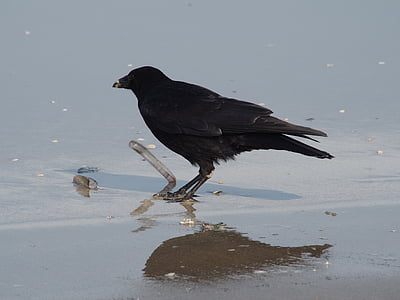 crow, eating, shell, beach, sea, bird, black