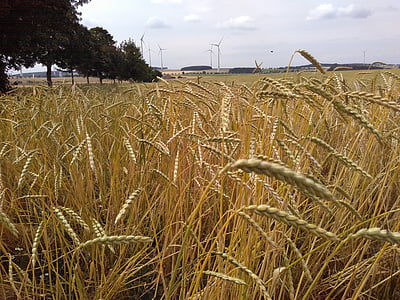 Pšenice špalda, kukuřičné pole, organický zrna