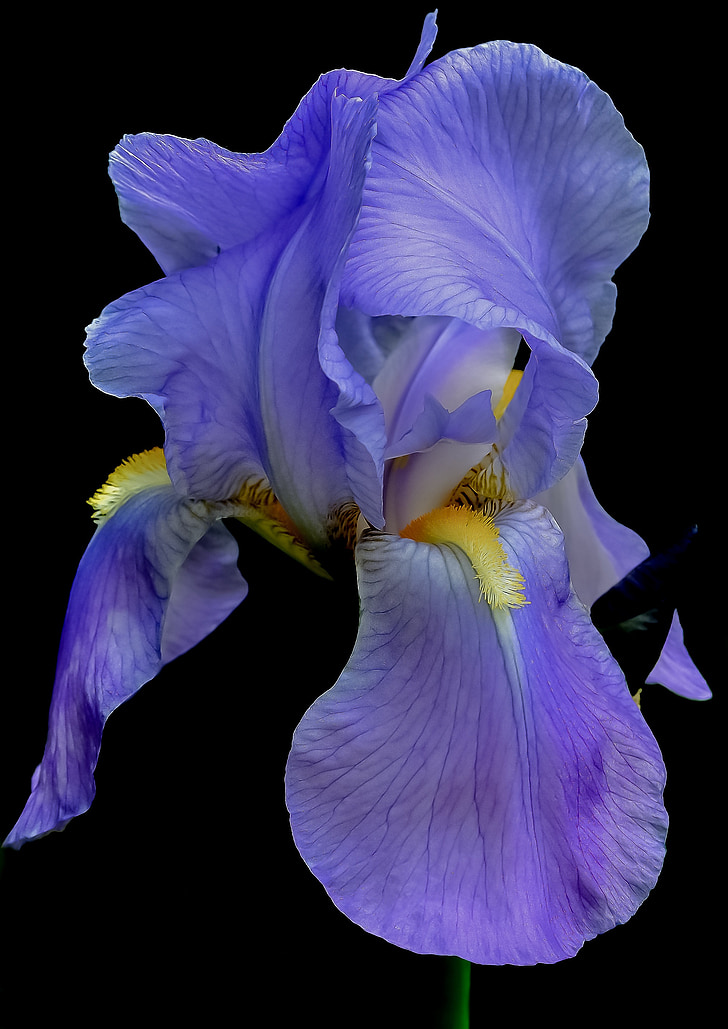 irisa, puķe, zila, vasaras, ziedu, augu, ziedlapas