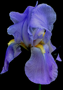 Iris, bunga, biru, musim panas, bunga, tanaman, kelopak