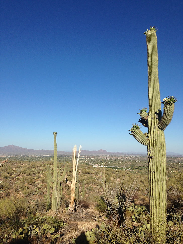 poušť, kaktus, Arizona