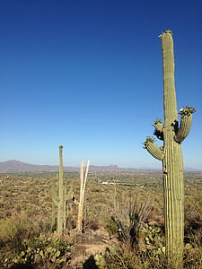 puščava, kaktus, Arizona