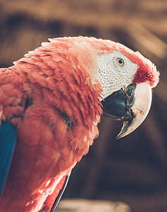 Guacamai, Ave, ocells tropicals, Selva, natura, animals, ocell