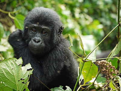 gorilla, bērnu, kalnu gorillas cienīgas, Uganda, pērtiķis, savvaļas dzīvnieks, Āfrika