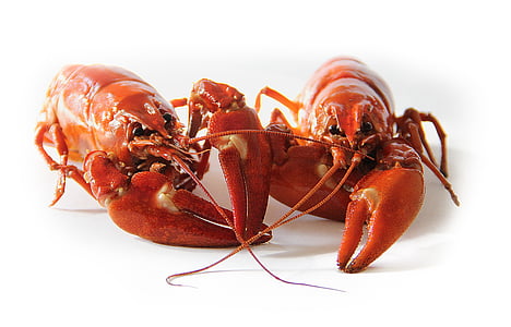 crawfish, crayfish, crustaceans, food, freshwater, seafood, public domain images