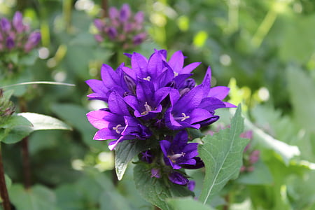 makro, violetinė, gėlė, violetinė gėlė, žydi, violetinės gėlės, sodas