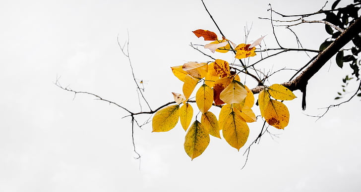 leaves, fall, yellow, autumn, branch, white background, close-up