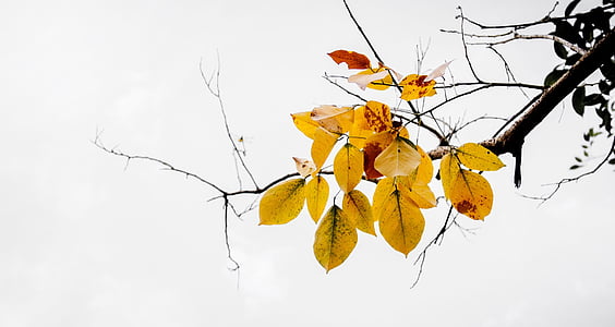 blade, falder, gul, efterår, gren, hvid baggrund, close-up