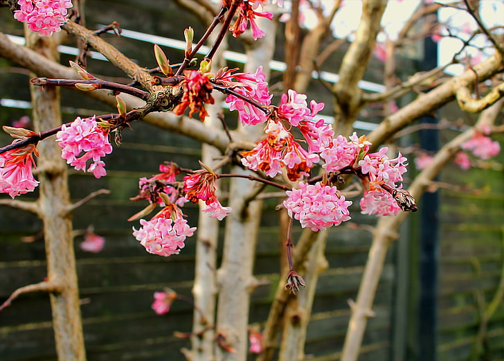 forårsgren, 꽃, 지점, 있다, 아름 다운, 봄, 핑크 꽃