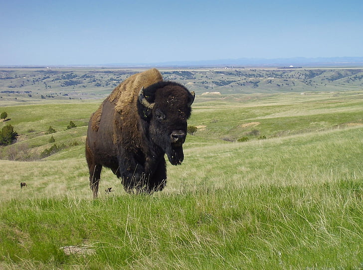 Bisonte, búfalo, American, animal, mamíferos, panorama, paisaje