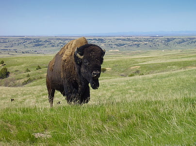 Bison, bivol, american, animale, mamifer, Panorama, peisaj