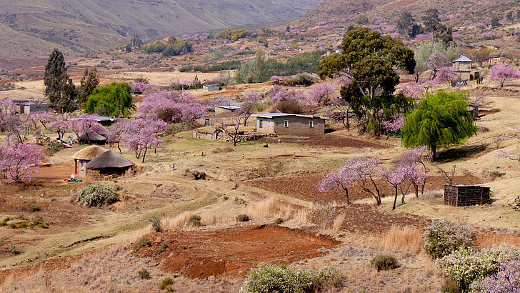 Lesotho, bergdorf, flor de préssec, l'agricultura, primavera