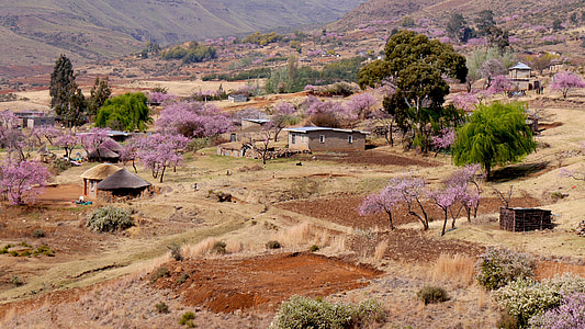 Lesoto, Bergdorf, flor de pêssego, agricultura, Primavera