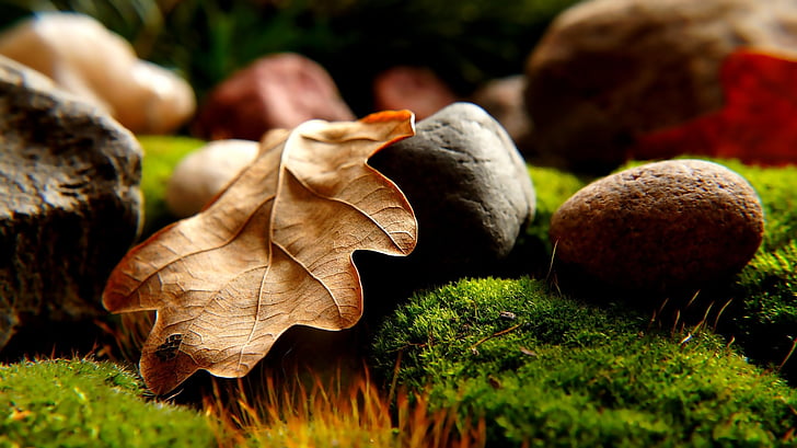 daba, sausais, Leaf, zaļa, sūna, akmeņi, makro