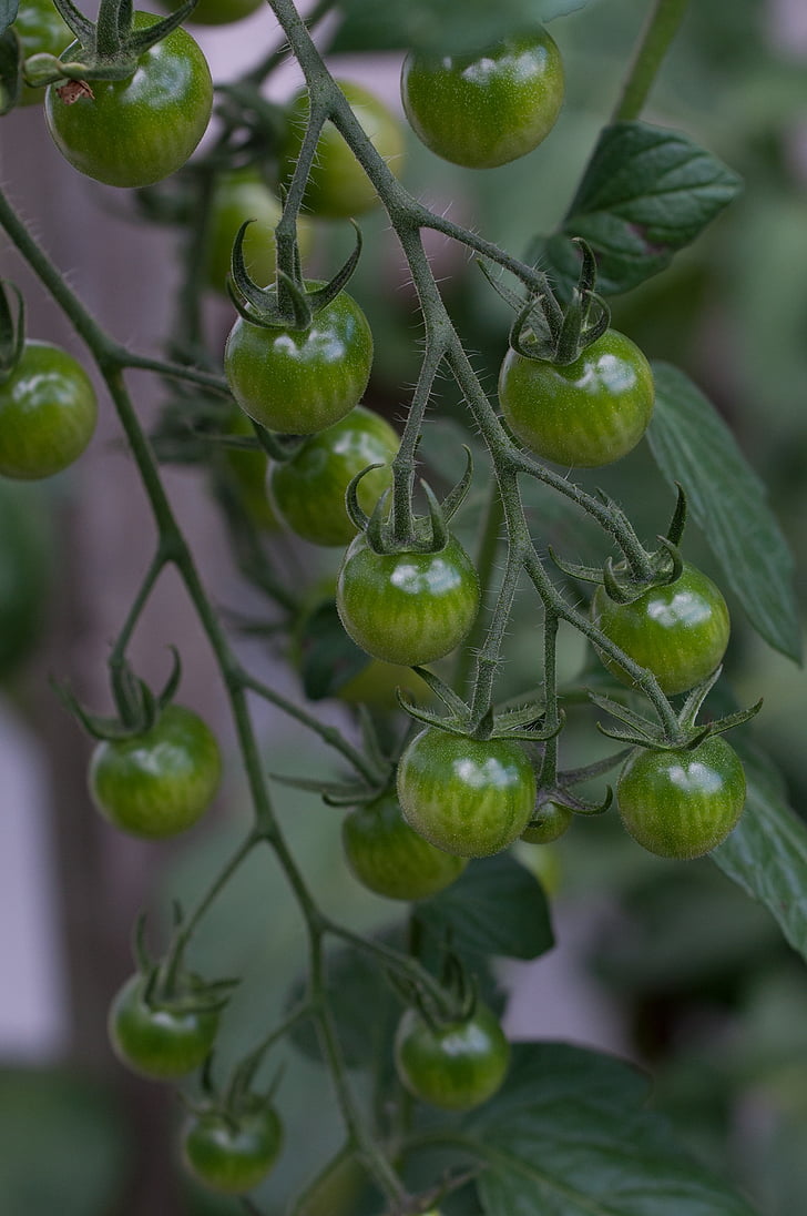 tomatoes, trusses, green, immature, immaturity fruit, fruits, nature
