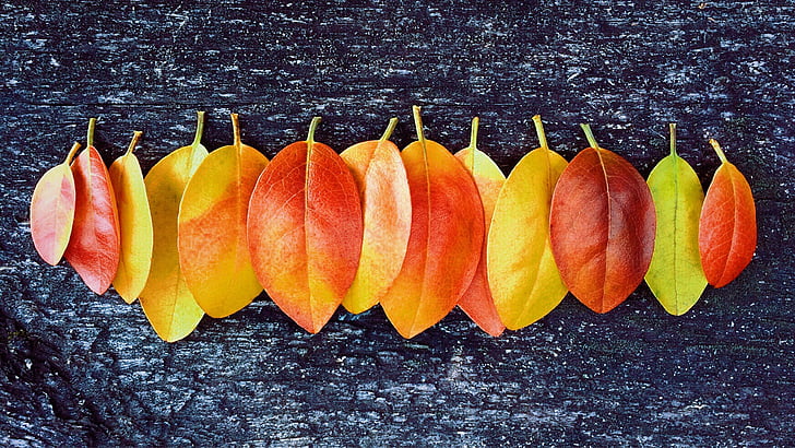 őszi, ősz, levelek, színek, október, szezon, egészséges táplálkozás