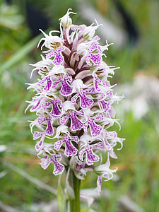 milkfed knabenkraut, flower, blossom, bloom, plant, orchid, orchis lactea
