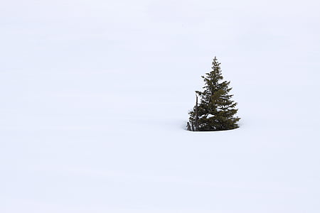 branca, Nadal, fred, desembre, arbre de fulla perenne, Avet, aïllats