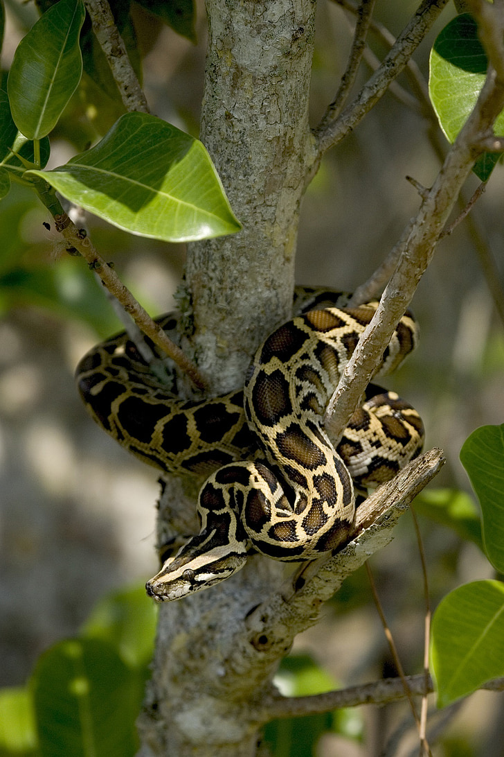 Burman python, käärme, puu, Coiled, Wildlife, Everglades, Florida
