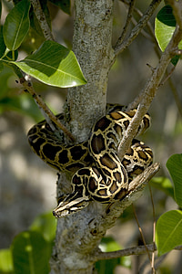 burmanski piton, kača, drevo, v kolobarjih, prosto živeče živali, Everglades, Florida