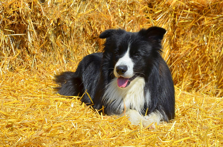 собака, пограничный колли, Британский овчарка, чистокровную собаку, Домашние животные, одно животное, Домашние животные