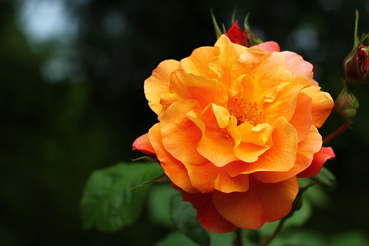 Роза, цвете, Любов, растителна, цвят, романтичен, Роза Блум
