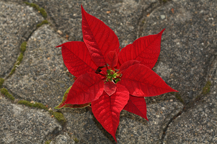 flor de Pasqua, Euphorbia pulcherrima, vermell, estel de Nadal, planta ornamental, família, adventsstern