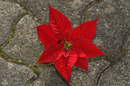 Vánoční hvězda, Euphorbia pulcherrima, červená, Vánoční hvězda, okrasná rostlina, Pryšec rodina, adventsstern