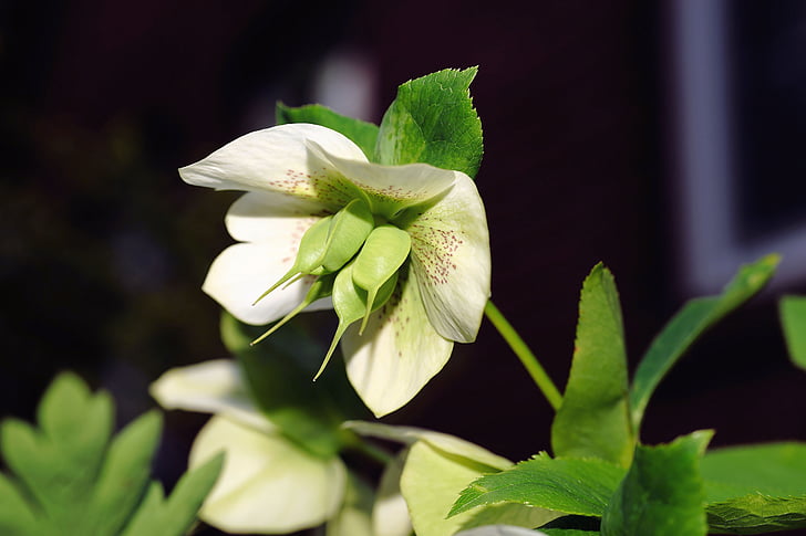Christrose, die Prävalenz stieg, früh blühende Pflanze, weiß, Anemone blanda, Blume, giftig
