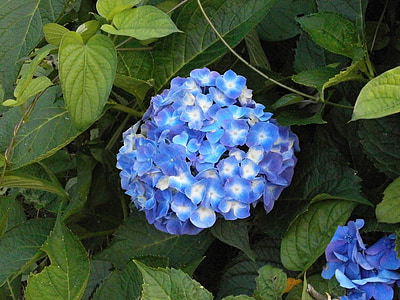 Hortenzija, vasaros gėlės, mėlynos gėlės