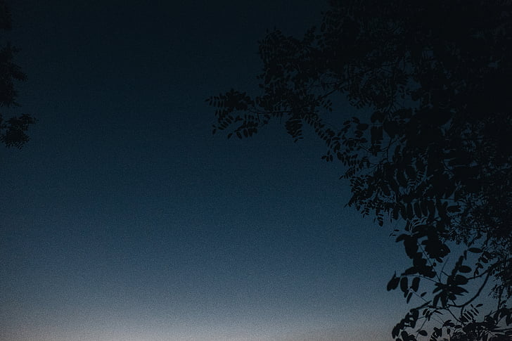low, angle, photo, tree, blue, sky, dusk
