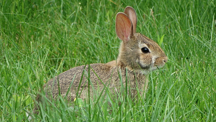 rabbit, grass, nature, animal, hare, one animal, animal themes