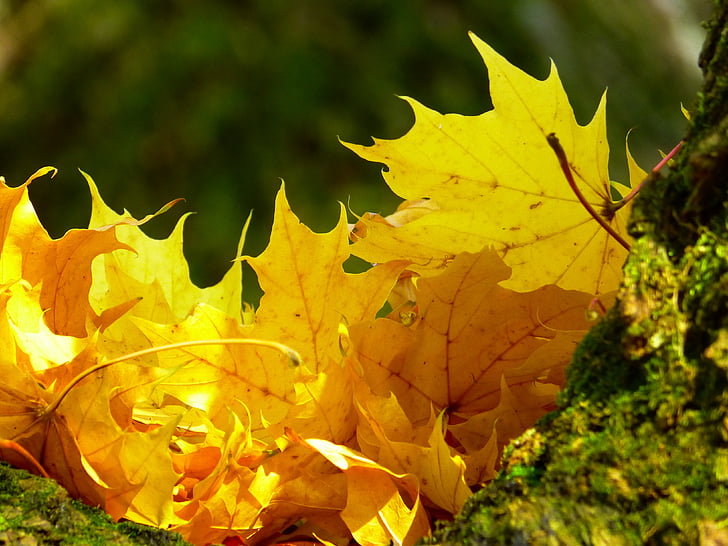 leaves, colorful, yellow, autumn, tree