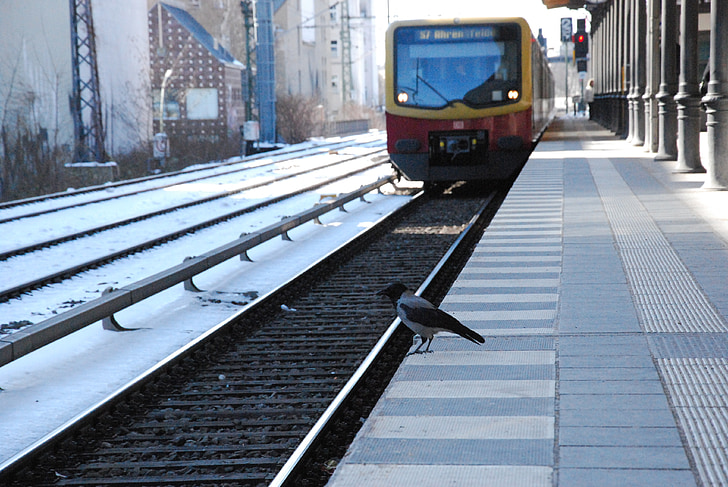 s-bahn, птица, общественном транспорте, Железнодорожные s bahn, поезд